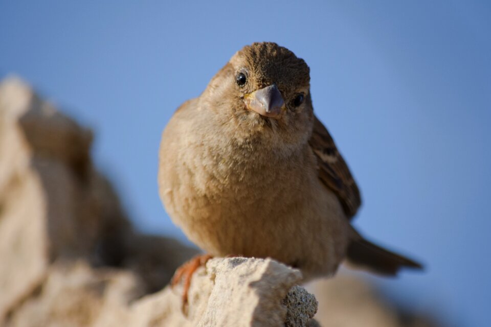 Bird animal outdoors