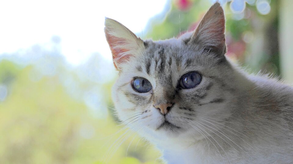 Blue eyes animal pet photo