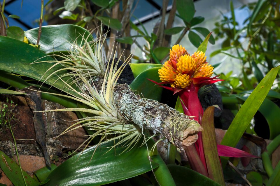 Botanic garden puerto vallarta flower