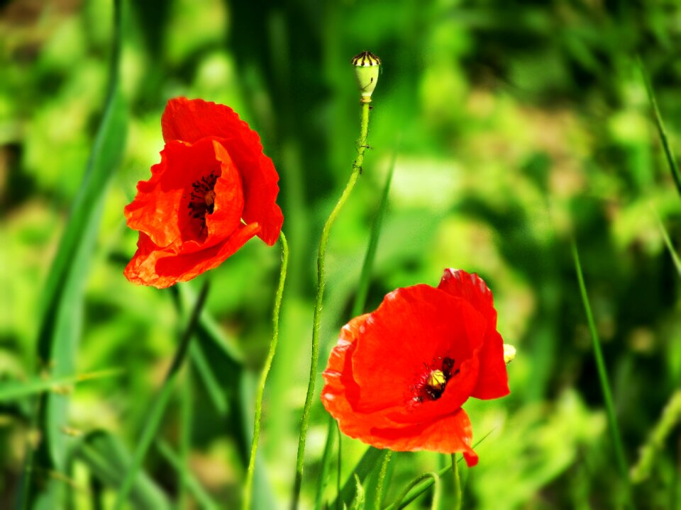 Red plant flower
