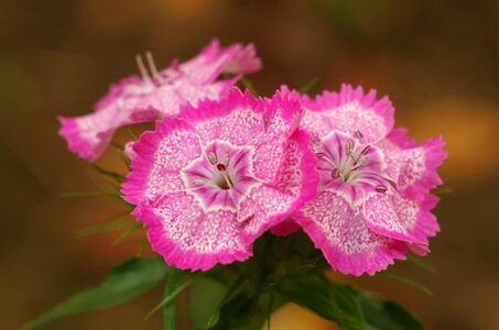 Pink flowers carnations flower mottled photo