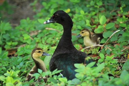 Landscape green family