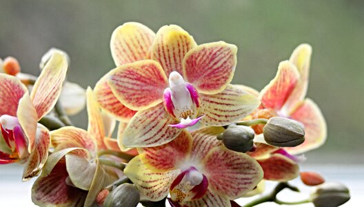 Flower yellow orange