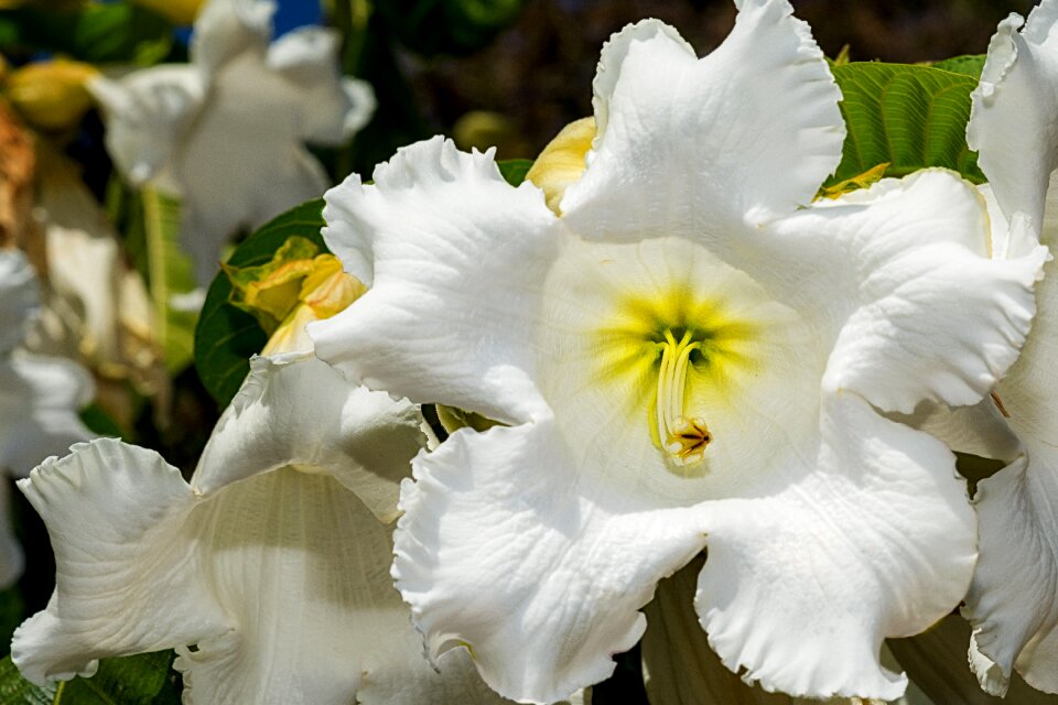Botanic garden puerto vallarta flower