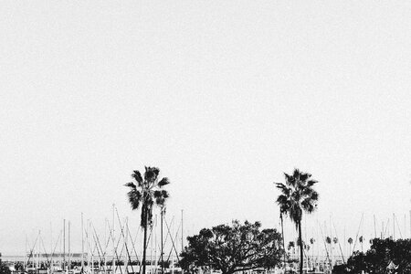 Sailboats palm trees water