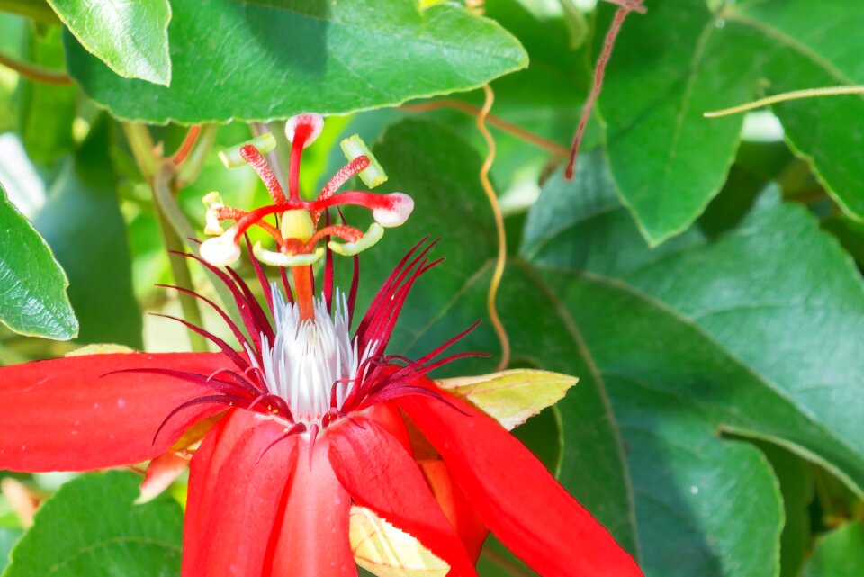 Botanic garden puerto vallarta flower