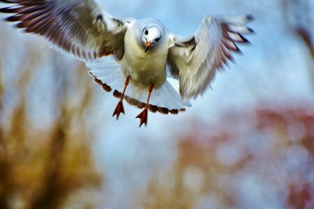 Water bird flight seevogel