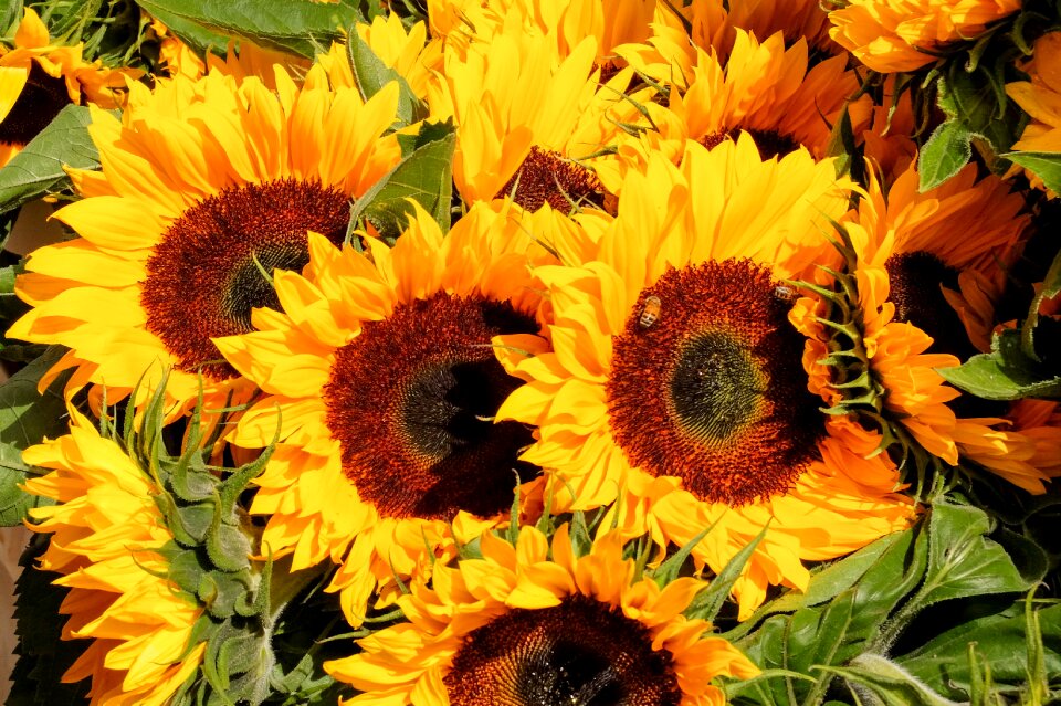 Market yellow plant