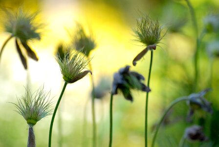 Flower lawn the sun