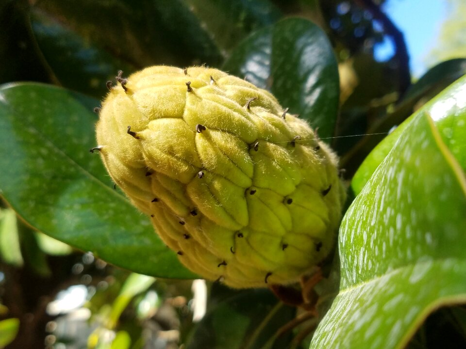 Plant summer natural