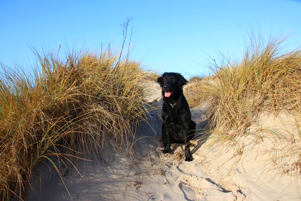 Nature dog Free photos