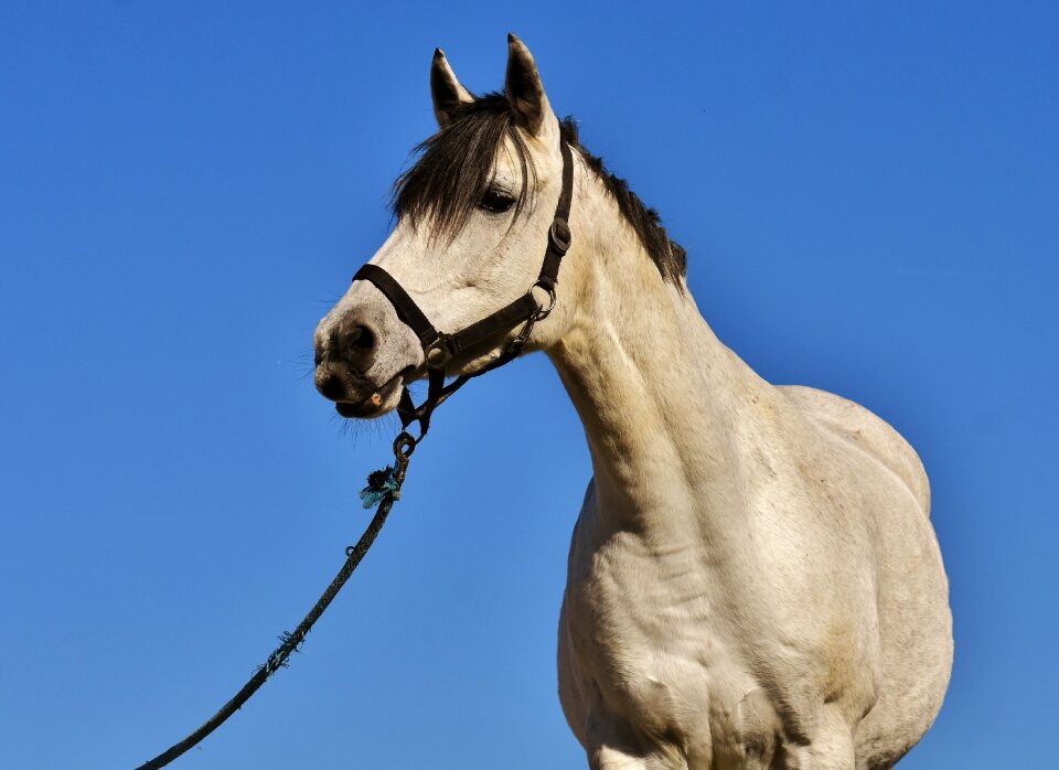 Pony animal blue sky