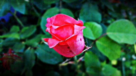 Nature rose petals rose flower