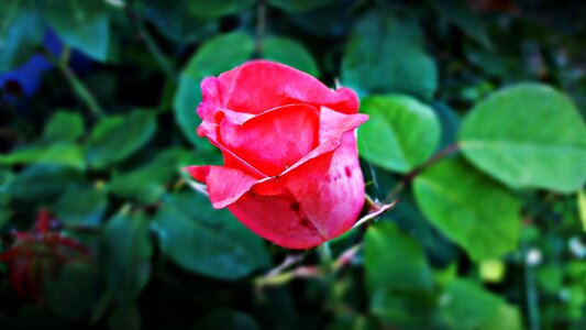 Nature rose petals rose flower photo