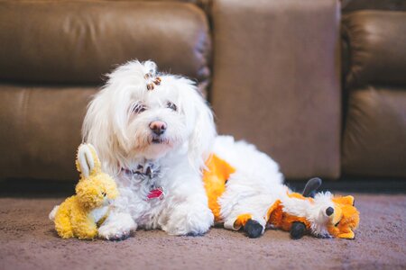 Pet animal sofa photo