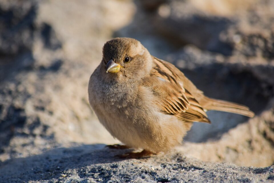 Bird animal outdoors