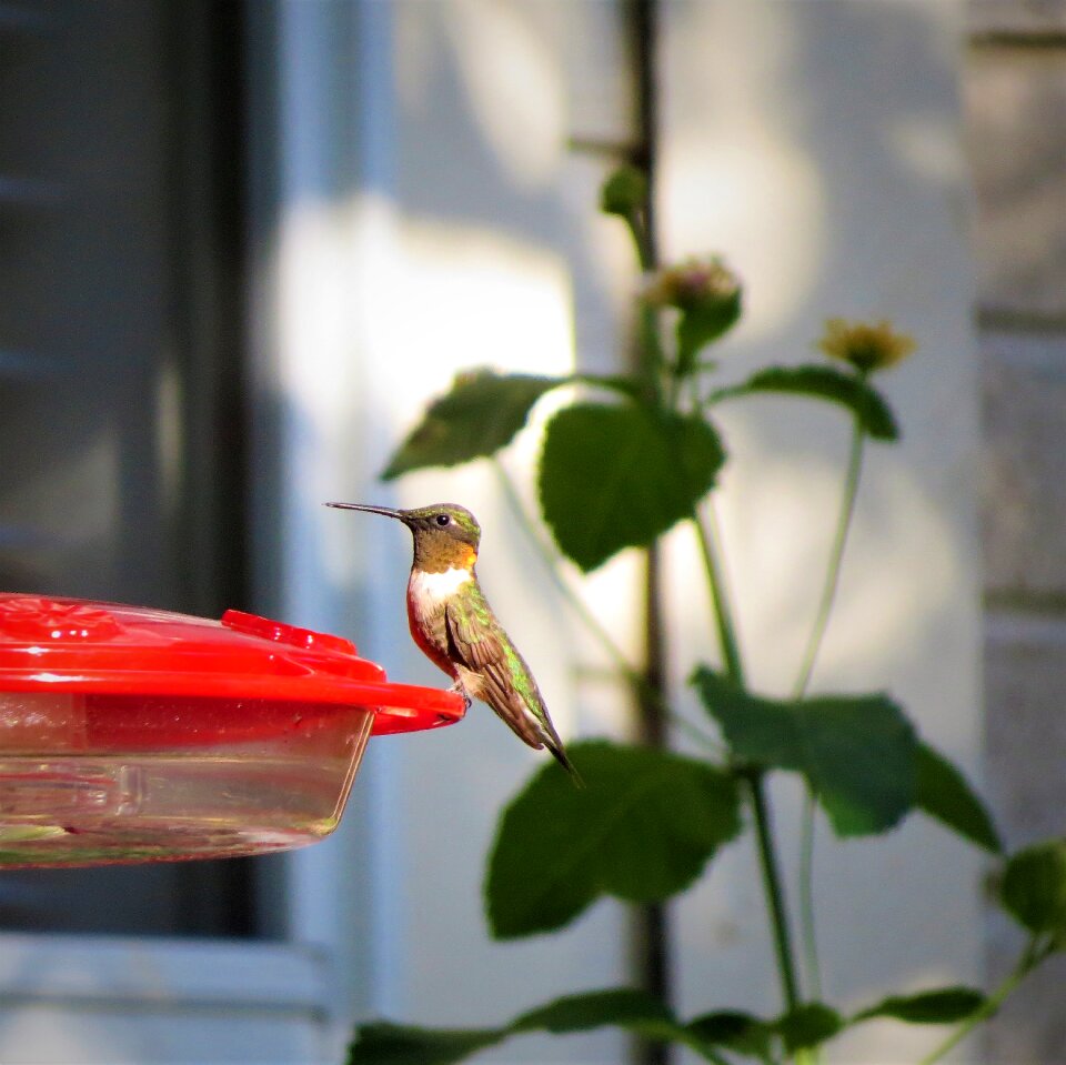 Hummingbird golden neck wildlife