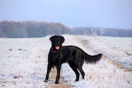 Snow winter Free photos
