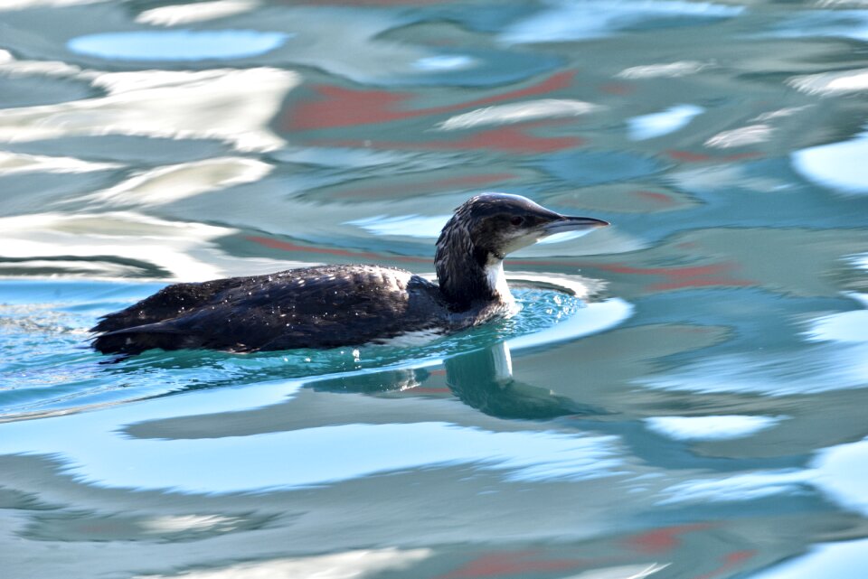 Bird seabird a video ham