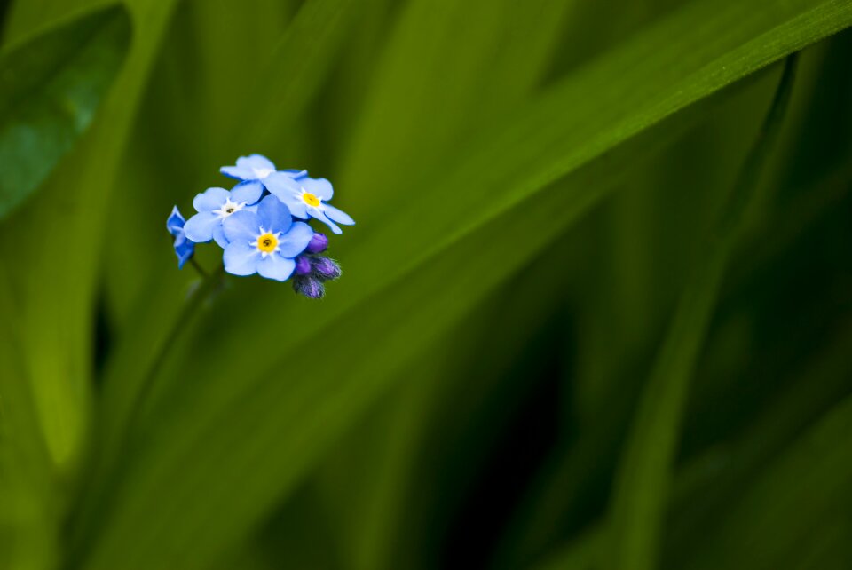 Plant garden forget