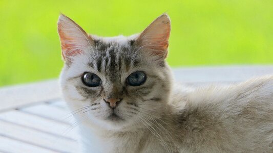 Careful white grey blue eyes