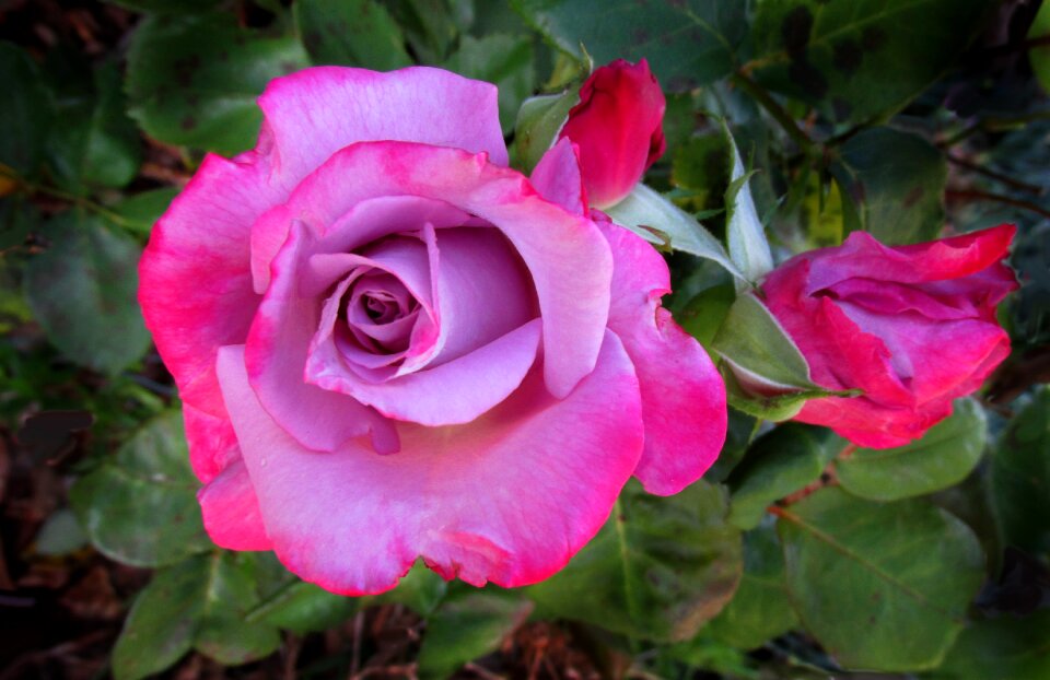 Bloom flower plant photo