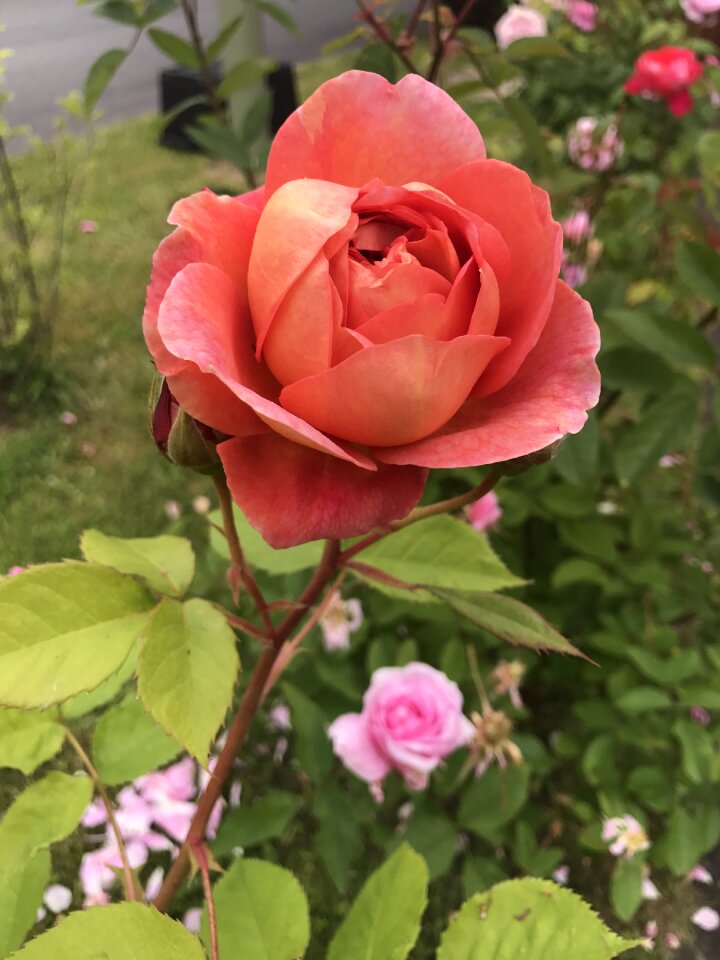 Rose roses rosebush photo