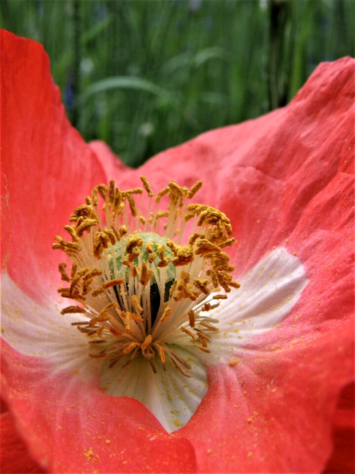 Poppy summer floral