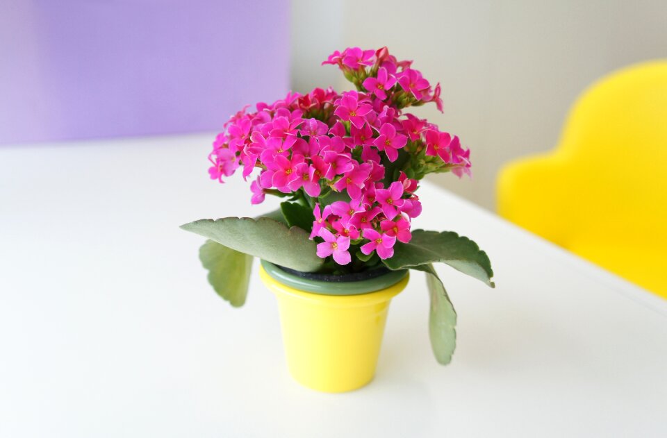 Nature pink flowers blossom
