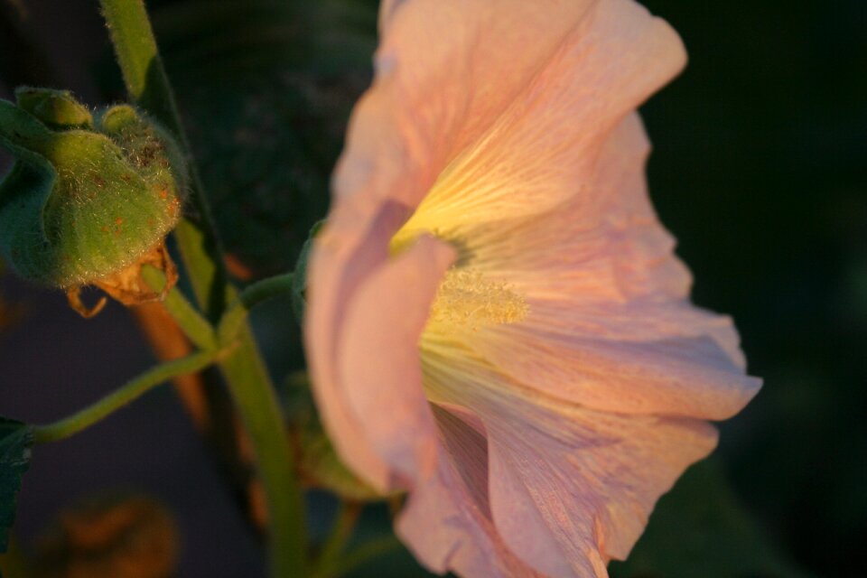 Pink stock rose garden garden plant