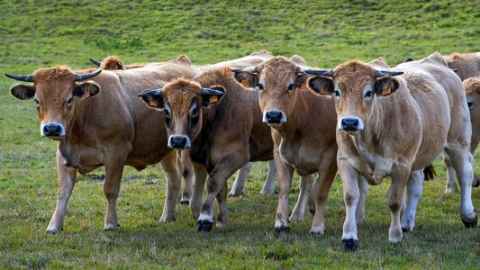 Four animal ruminant