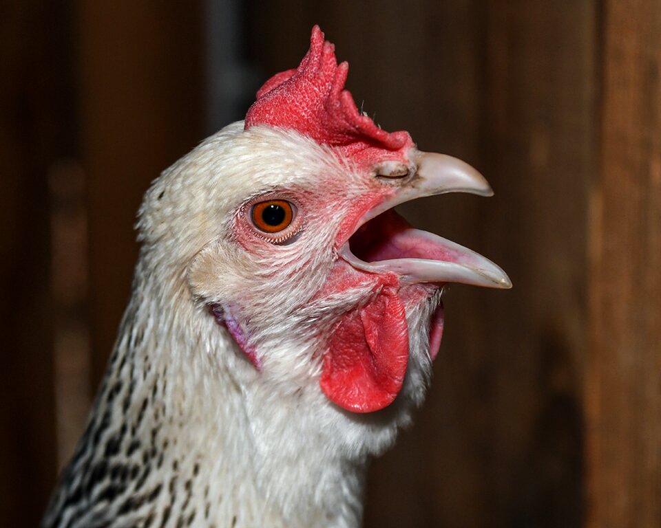 Bird poultry gallinacé photo