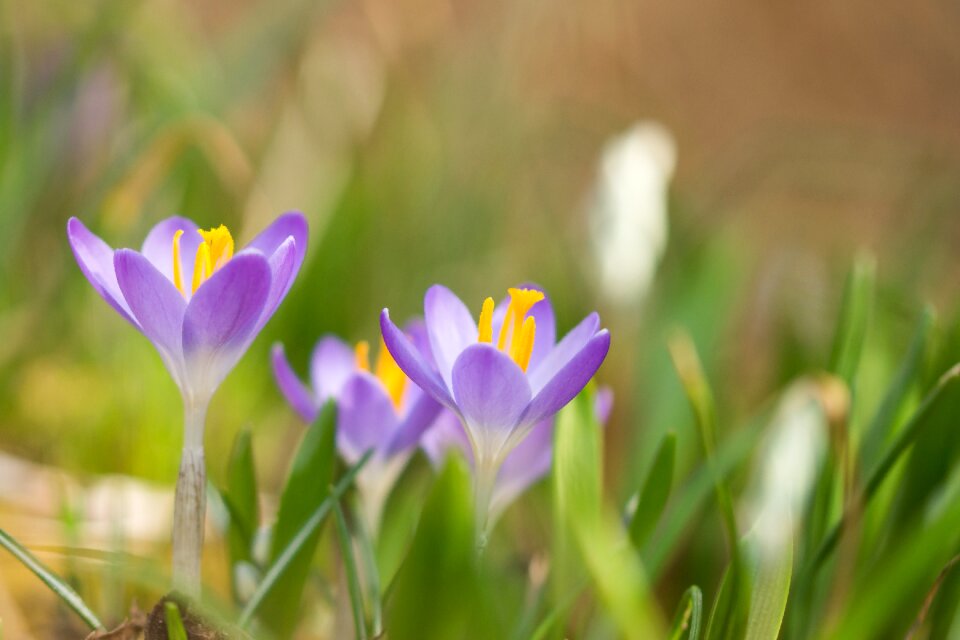 Nature spring flower purple