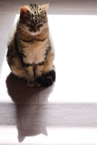Animal portrait cute