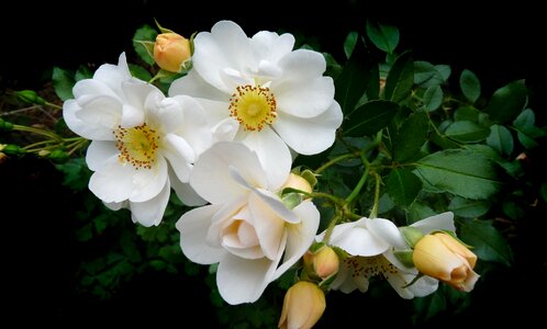 Plant stamens garden