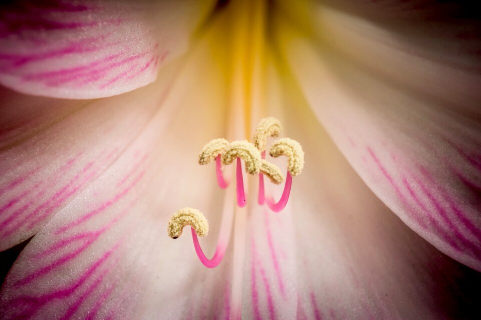 Bright petal closeup