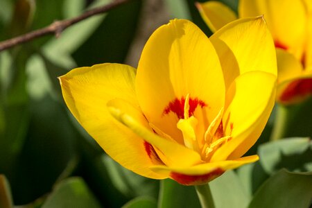Spring yellow nature