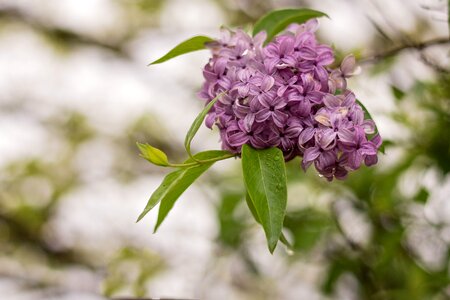 Lilac flower white background