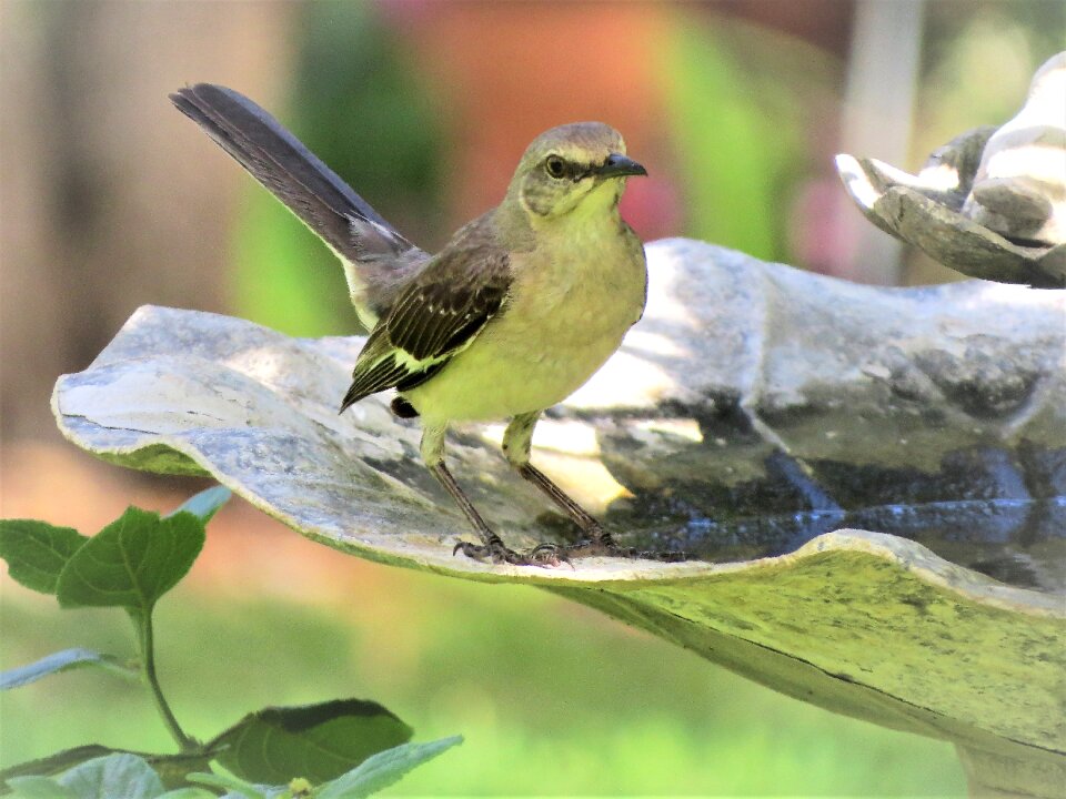 Songbird mocking bird wildlife