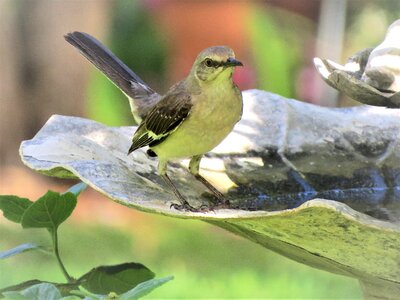 Songbird mocking bird wildlife photo