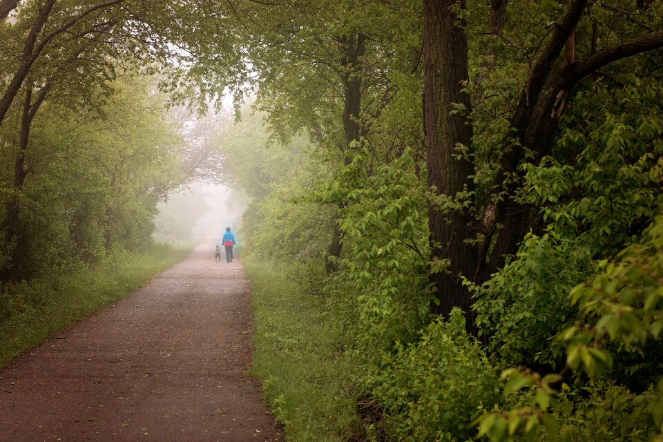 Path summer nature