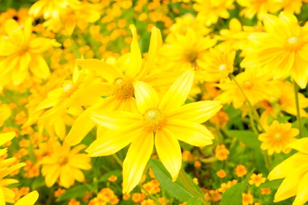 Bright petal yellow flower photo