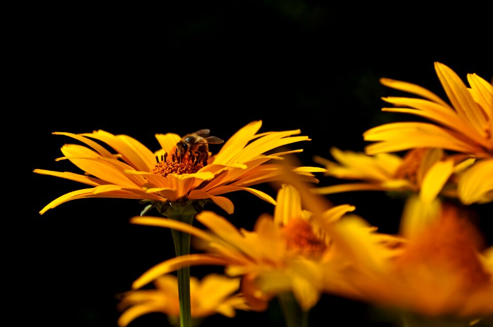 Plant yellow summer