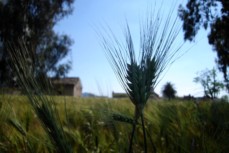 Cereals wheat landscape