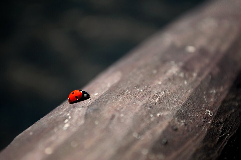 Nature at the court of ladybug