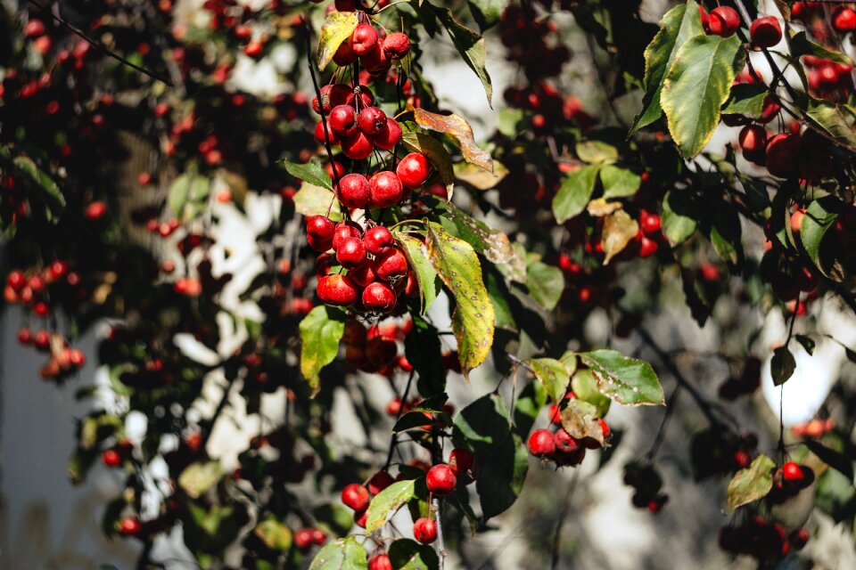 Background branch crop