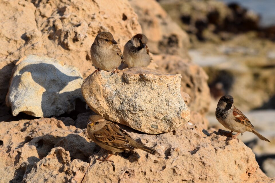 Wildlife animal rock