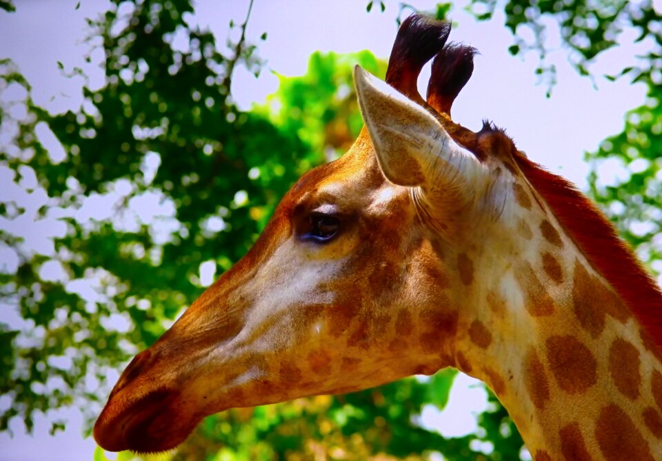 Zoo garden game