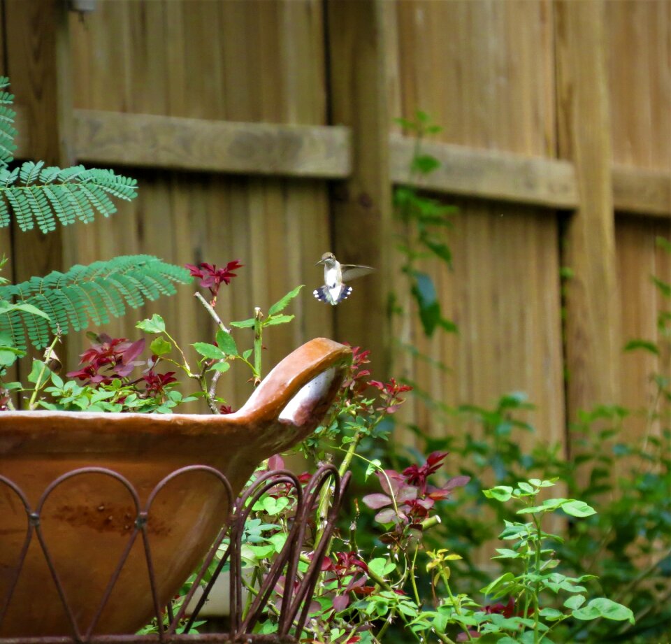 Hummingbird in flight garden