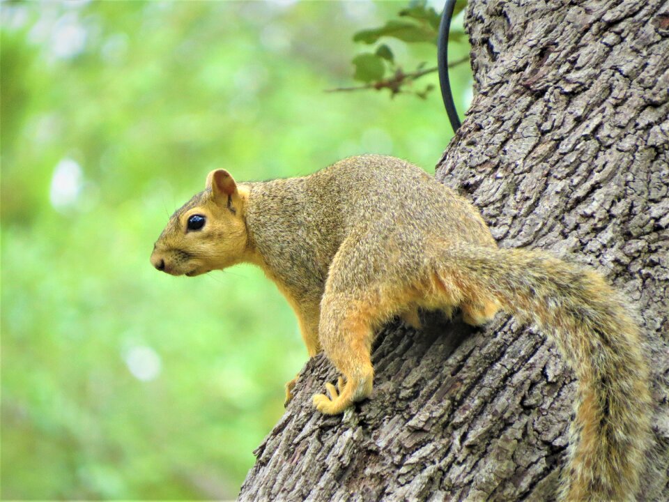 Tree brown green